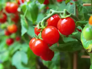 Planting and Growing Cherry Tomatoes in Pots