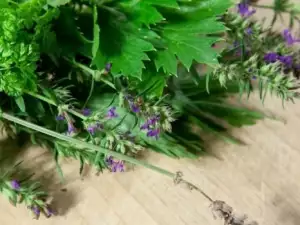 Chervil and extras