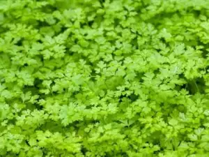 Chervil