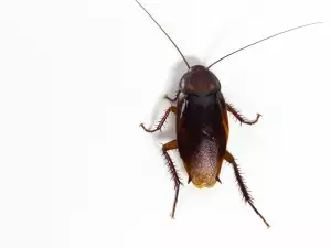 cockroach