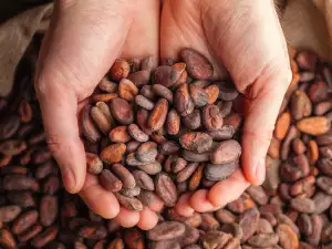 What to Do with Raw Cocoa Beans?