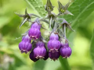 Comfrey herb