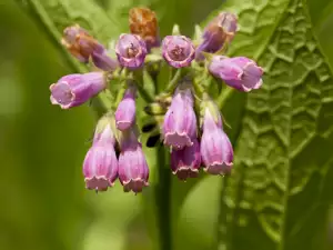 Comfrey