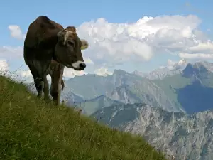 Cow