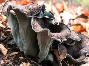 Black Trumpet Mushroom