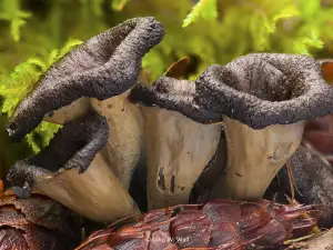 Culinary Use of Black Trumpet Mushroom