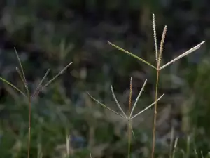 Folk Medicine with Bermuda Grass