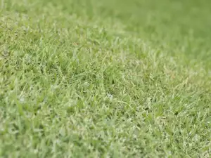 Bermuda grass