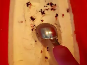 Homemade Gelato Ice Cream