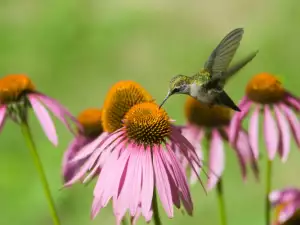 Echinacea