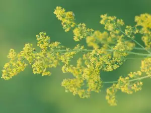 Folk Medicine with Lady's Bedstraw