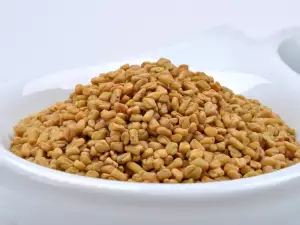 Fenugreek