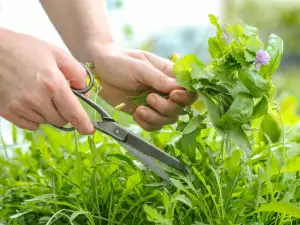 How to Dry Herbs?