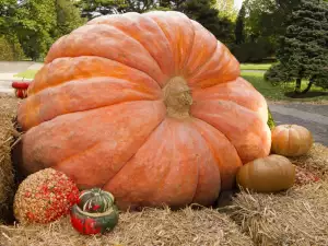 Record! Swiss Man Grows a One-Ton Pumpkin