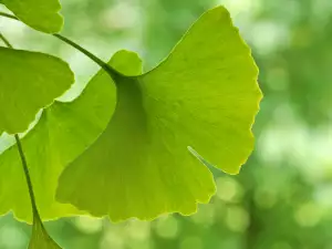 Ginkgo Biloba