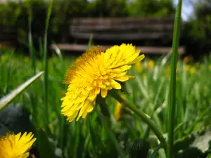 Dandelion