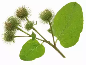 Burdock (Arctium lappa)