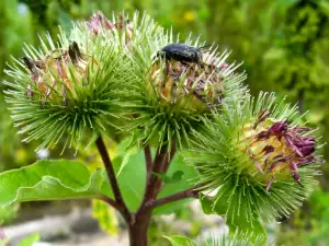 Burdock