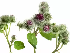 Burdock plant