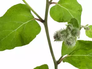 Burdock stem