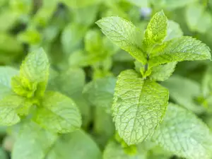 How to Store Spearmint?