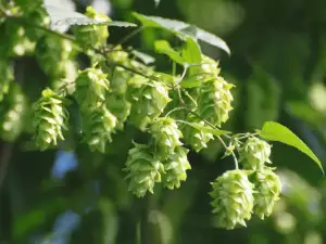 hops pinecones