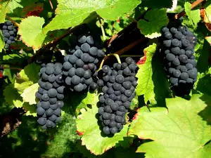 Sangiovese Grape