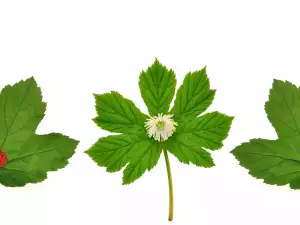 Goldenseal Gets Rid of Cold and Flu