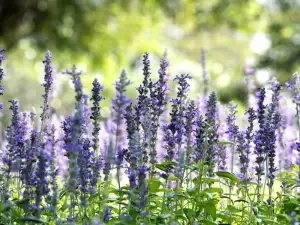 Hyssop herb