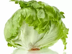 Iceberg Lettuce