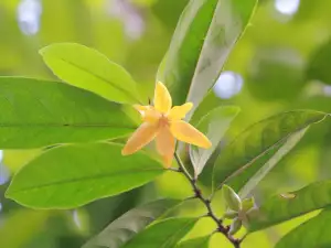 Ylang- Ylang flower