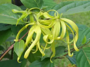 Ylang Ylang