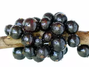 Jaboticaba Brazilian grape