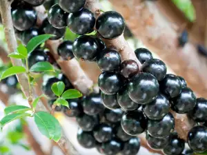 Jaboticaba - Brazilian Grape