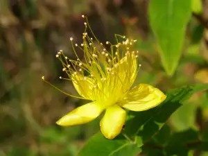 St. John's Wort