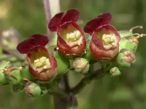 Figwort Against Swelling and Tumors