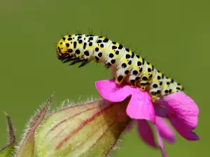 Folk Medicine with Figwort