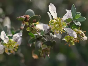 Jojoba