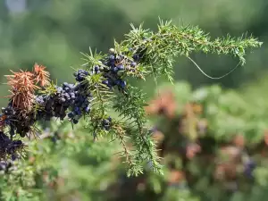 Juniper branches