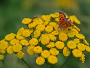 Chrysanthemum