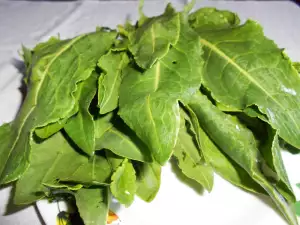 Fresh Sorrel