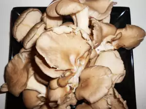 Oyster Mushroom in Plate