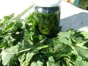 Nettle Preserves in Jars