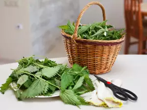 Lose weight with nettle