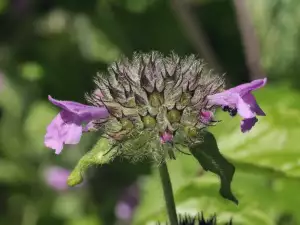 Clinopodium - Wild Basil