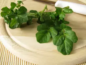 Culinary Intricacies for Cooking with Garden Cress