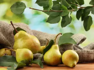 What Do Pear Leaves Help With?