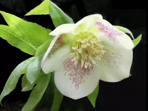 Hellebore is a Medicinal Herb from the Middle Ages