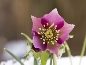 Folk Medicine with Hellebore