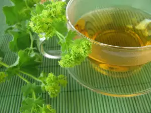 Common Lady's Mantle for Diarrhea and Gastrointestinal Problems